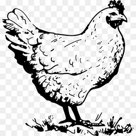 Chicken Hen Drawing, old hen, animals, chicken Meat, galliformes png thumbnail
