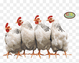 Chicken coop Hen Rooster Poultry farming, chicken, food, animals, galliformes png thumbnail