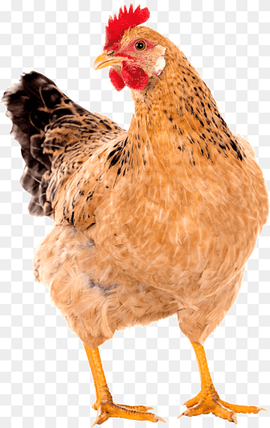 brown and black hen, Chicken coop Free range Poultry Rooster, hen chicken, animals, building, galliformes png thumbnail