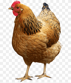 Chicken as food Hen Poultry Rooster, chicken, animals, chicken, galliformes png thumbnail