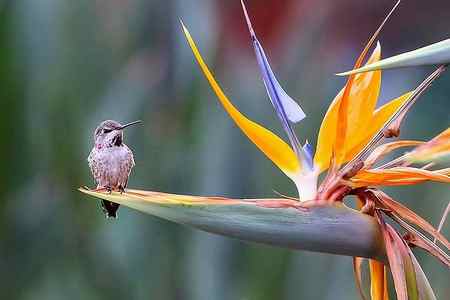 Wall Art - Photograph - Hummingbird, Bird Of Paradise by Amy Liu