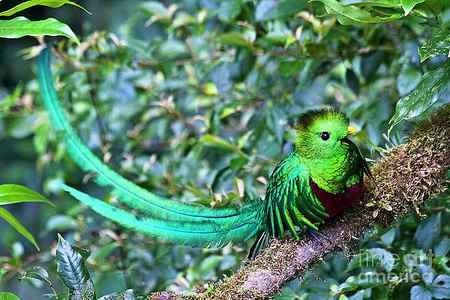 Wall Art - Photograph - Beautiful Quetzal 3 by Heiko Koehrer-Wagner