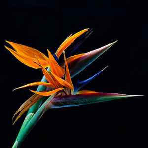 Wall Art - Photograph - Bird of paradise by James Roemmling