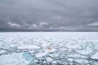 A polar bear standing on melting ice. 