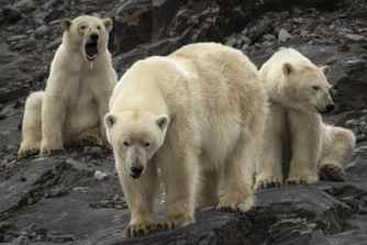 Three polar bears standing on rocks near the Svalbard Islands, Norway. 
