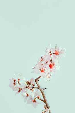 White Cherry Blossom , Cherry Blossom Drawing HD phone wallpaper