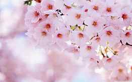 : Cherry Blossom - DRAWING ART GALLERY, Drawn Cherry Blossom HD wallpaper