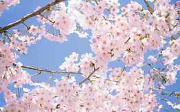 Cherry Blossom Drawing, Japanese Art Cherry Blossom HD wallpaper