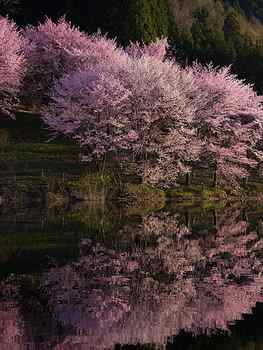 Beautiful cherry blossoms , Cherry Blossom Drawing HD phone wallpaper