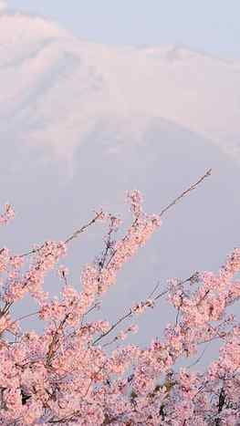 Cherry Blossom Tree Drawing Tumblr, Aesthetic Cherry Blossoms HD phone wallpaper