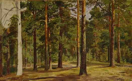 Ivan Shishkin, Pine Forest. Unfinished Sketch, c.1894