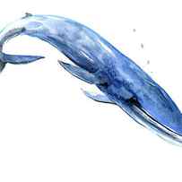 Blue Whale by Suren Nersisyan