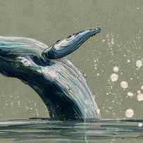 Humpback whale swimming by Juan Bosco