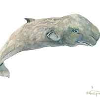 Pygmy Sperm Whale by Suren Nersisyan