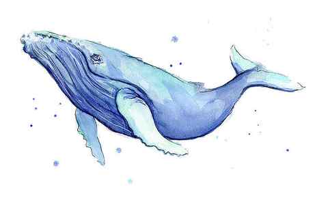 Wall Art - Painting - Humpback Whale Watercolor by Olga Shvartsur