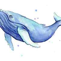 Humpback Whale Watercolor by Olga Shvartsur