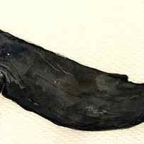 Humpback whale by Juan Bosco