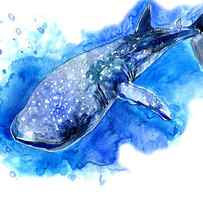 Whale Shark by Suren Nersisyan