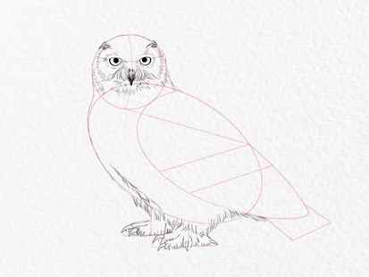 How to draw an owl - step 12
