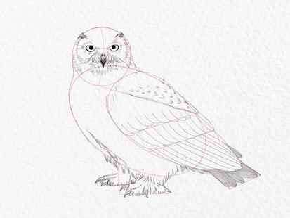 How to draw an owl - step 16