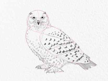 How to draw an owl - step 19