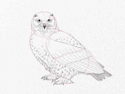 How to draw an owl - step 17