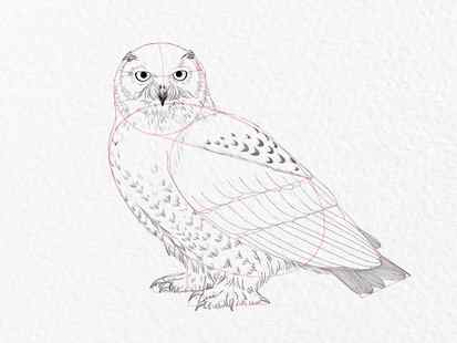 How to draw an owl - step 18