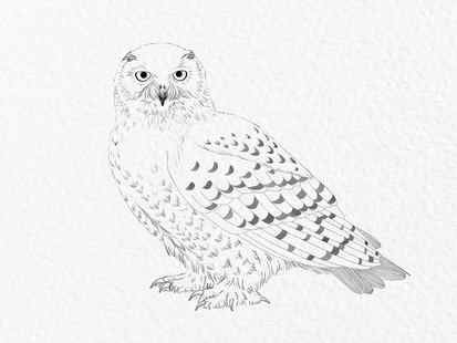 How to draw an owl - step 20