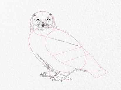 How to draw an owl - step 13