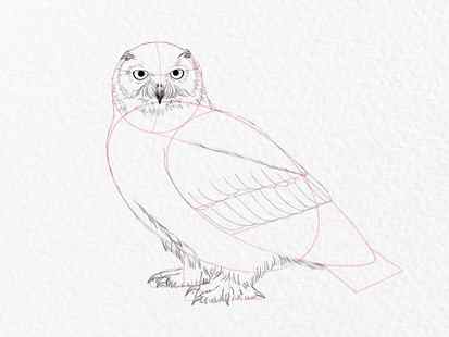 How to draw an owl - step 14