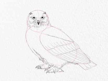 How to draw an owl - step 15