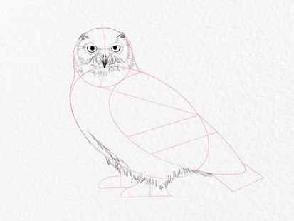 How to draw an owl - step 11