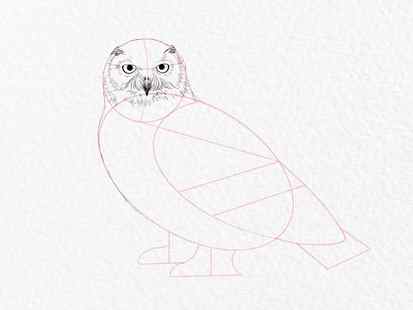 How to draw an owl - step 10