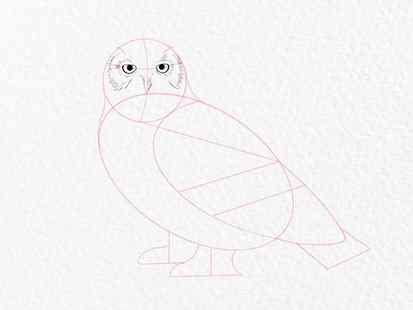 How to draw an owl - step 8