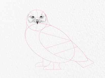 How to draw an owl - step 9