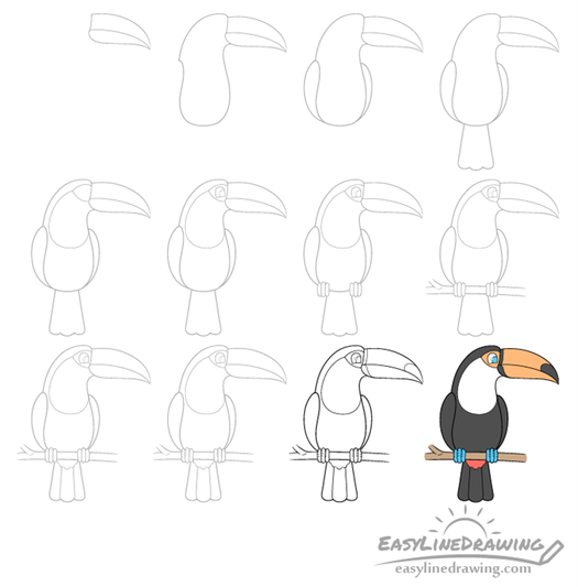 How to Draw Realistic Toucans