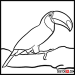 How to Draw a Toucan | Birds