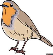 How to Draw a Robin Featured Image