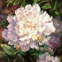 White Peony II by Laurie Snow Hein