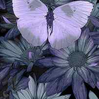 Blue Butterfly by JQ Licensing