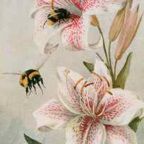 Bees and Lilies by Louis Fairfax Muckley