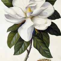 Magnolia grandiflora by Georg Dionysius Ehret
