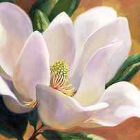 Solo Magnolia by Laurie Snow Hein