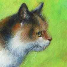 Calico cat portrait by Karen Kaspar