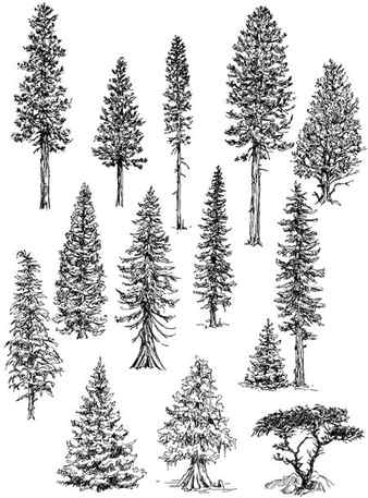 Drawing conifers step by step