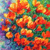 California Poppies by Marion Rose