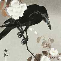 Crow and cherry blossom by Ohara Koson
