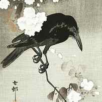 Crow with cherry blossom by Ohara Koson