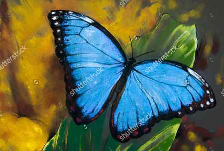 butterfly art painting