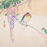 Wisteria and Swallow by Ohara Koson